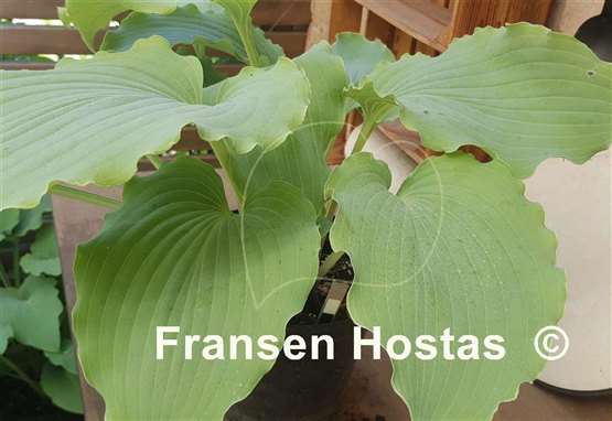 Hosta Valley's Love Buzz