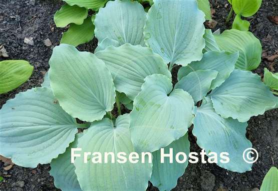 Hosta Valley's Love Buzz
