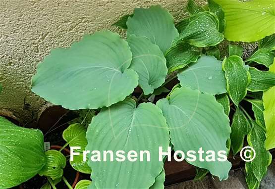 Hosta Valley's Love Buzz