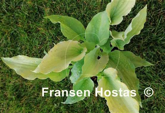 Hosta Valley's Matador