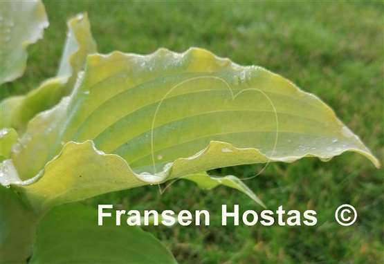 Hosta Valley's Matador