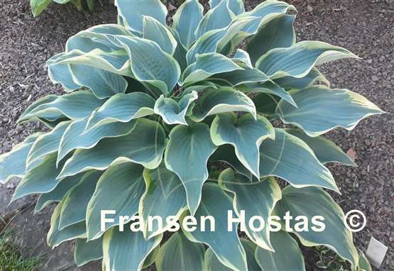 Hosta Valley's Paparazzi