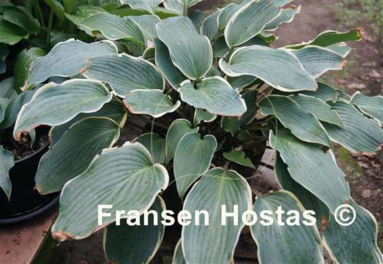 Hosta Valley's Paparazzi