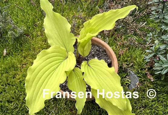 Hosta Valley's Pavlova