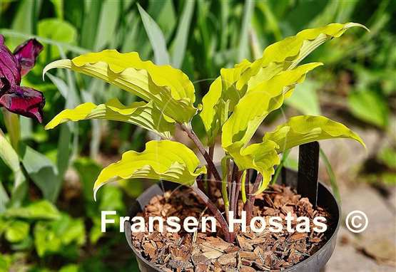 Hosta Valley's Pavlova