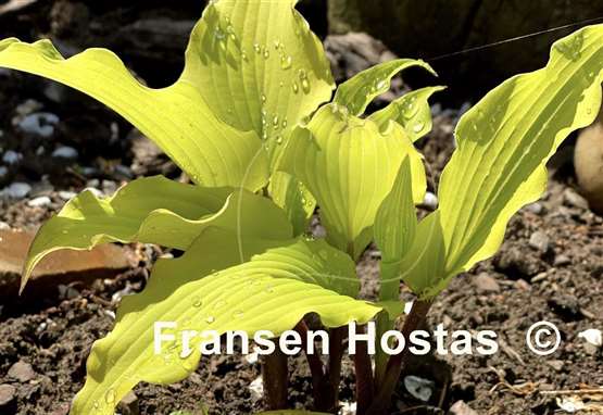 Hosta Valley's Pavlova
