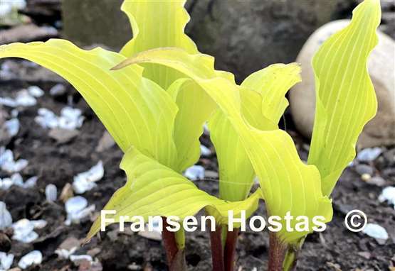 Hosta Valley's Pavlova