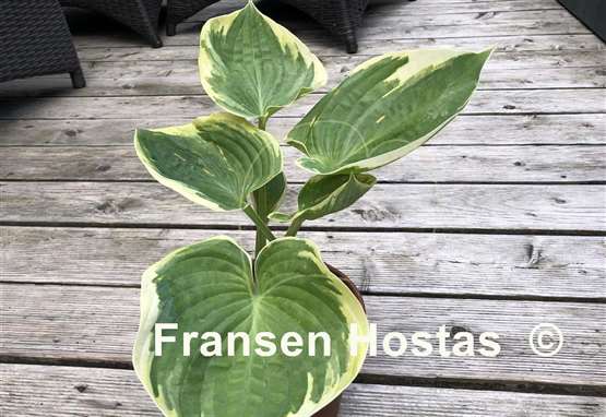 Hosta Valley's Peptalk