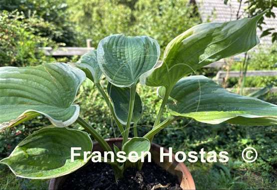 Hosta Valley's Peptalk