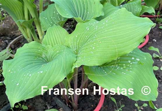 Hosta Valley's Pycno 348