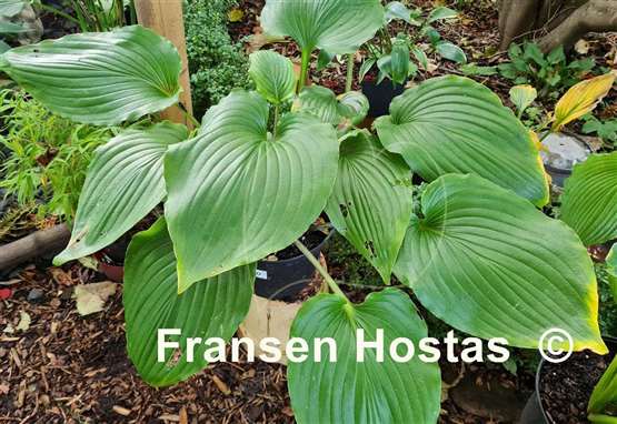 Hosta Valley's Pycno 348
