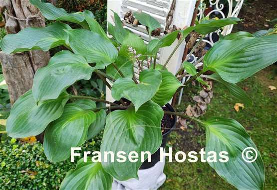 Hosta Valley's Red Dad