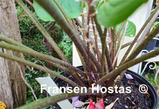 Hosta Valley's Red Dad