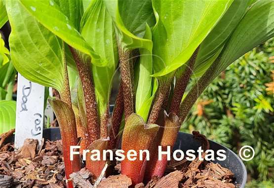 Hosta Valley's Red Dad