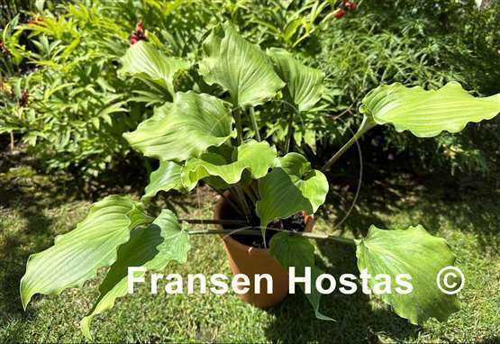 Hosta Valley's Rodeo