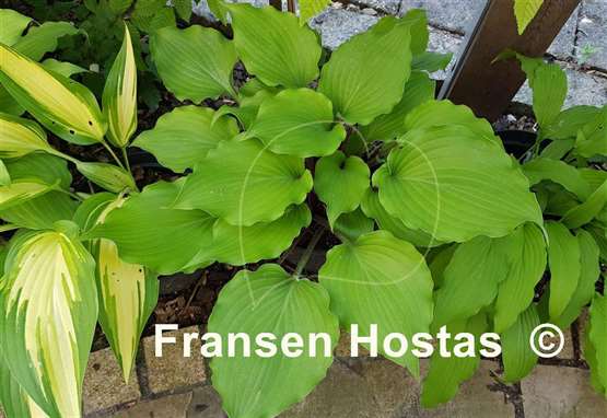 Hosta Valley's Rodeo