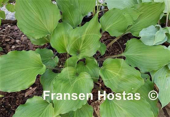 Hosta Valley's Rodeo