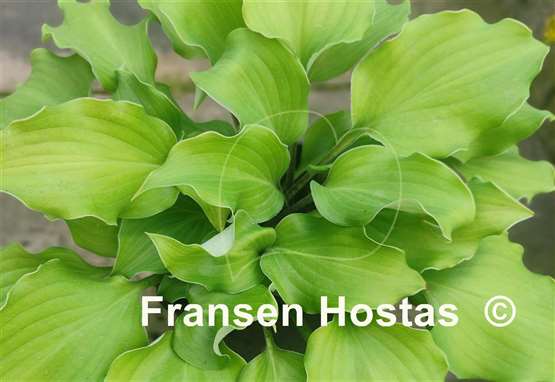 Hosta Valley's Rodeo