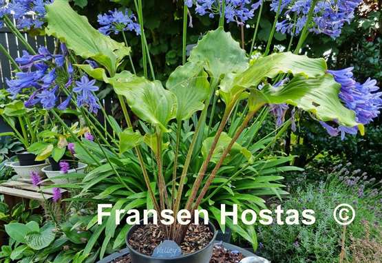 Hosta Valley's Rodeo