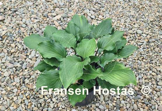 Hosta Valley's Rodeo