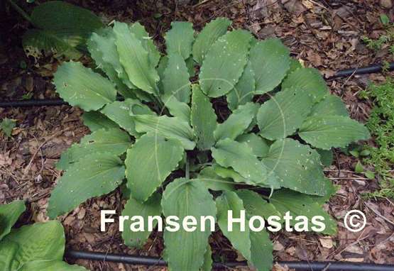 Hosta Valley's Ruffle Shuffle