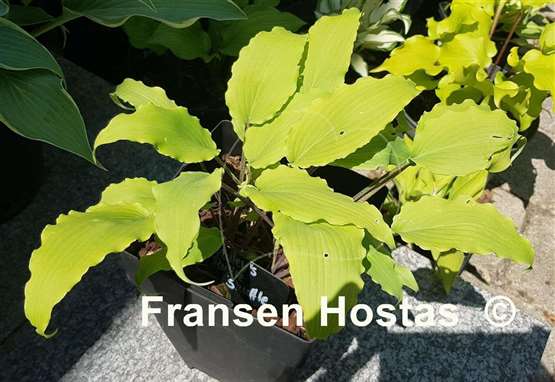 Hosta Valley's Ruffle Shuffle