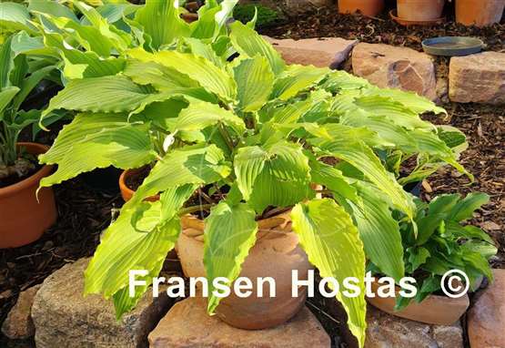 Hosta Valley's Ruffle Shuffle