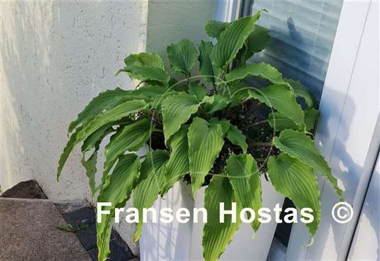 Hosta Valley's Ruffle Shuffle