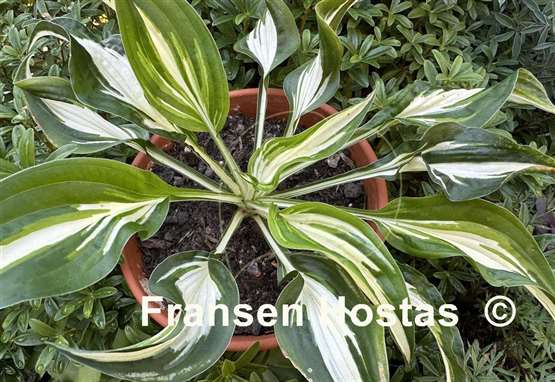 Hosta Valley's Secret Cove