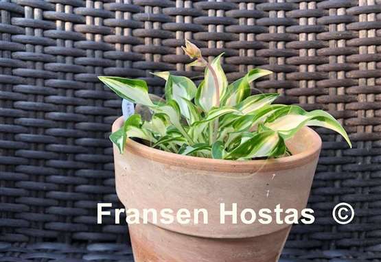 Hosta Valley's Secret Cove