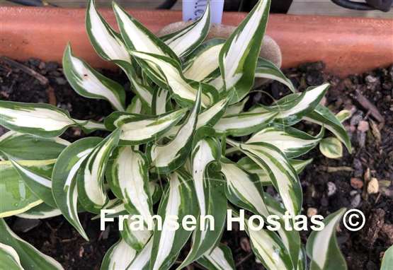 Hosta Valley's Secret Cove