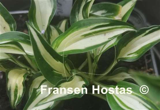 Hosta Valley's Secret Cove