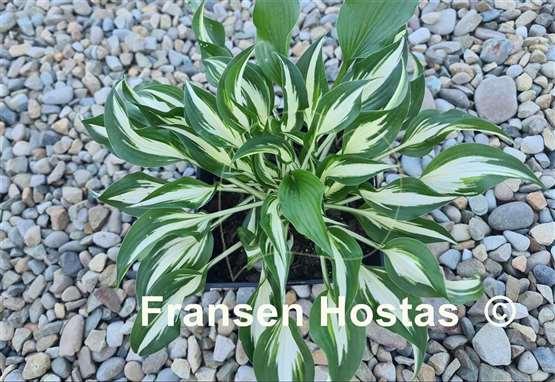 Hosta Valley's Secret Cove