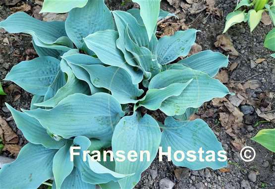 Hosta Valley's Space Cowboy