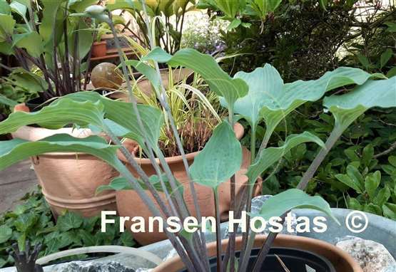 Hosta Valley's Space Cowboy