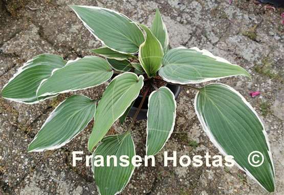 Hosta Valley's Sushi