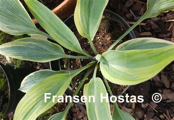 Hosta Valley's Tainted Love