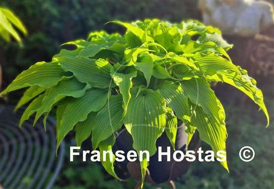 Hosta Valley's Tonkatsu