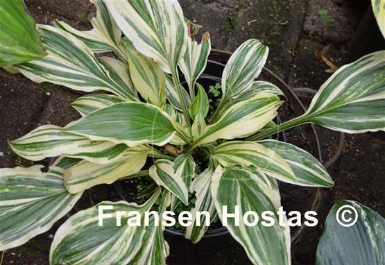 Hosta Valley's Top