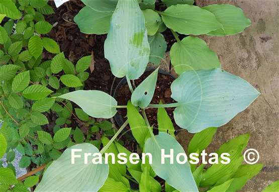 Hosta Valley's Vanilla Blue