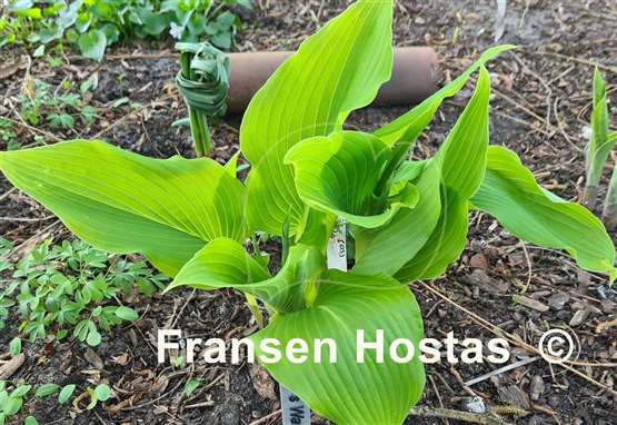 Hosta Valley's Wave Ripple