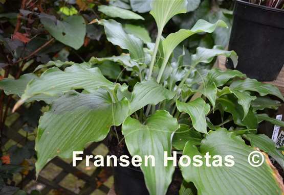 Hosta Valley's Wave Ripple