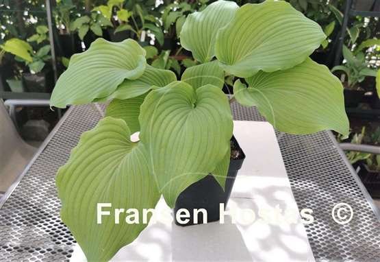 Hosta Valley's White Suit