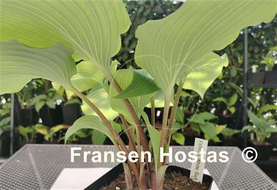 Hosta Valley's White Suit