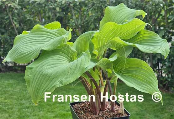 Hosta Valley's White Suit