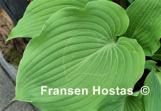 Hosta Valley's White Suit