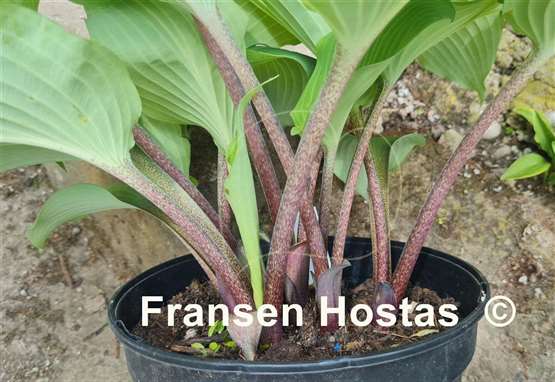 Hosta Valley's White Suit