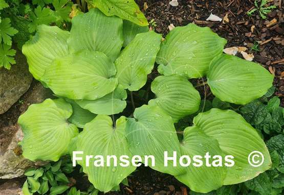 Hosta Valley's White Suit