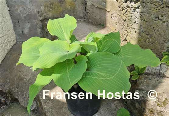 Hosta Valley's White Suit