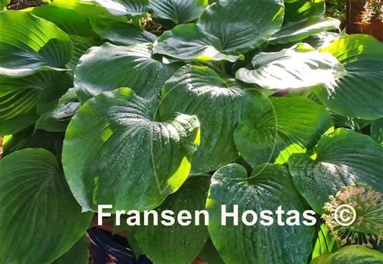 Hosta Valley's cathedral 